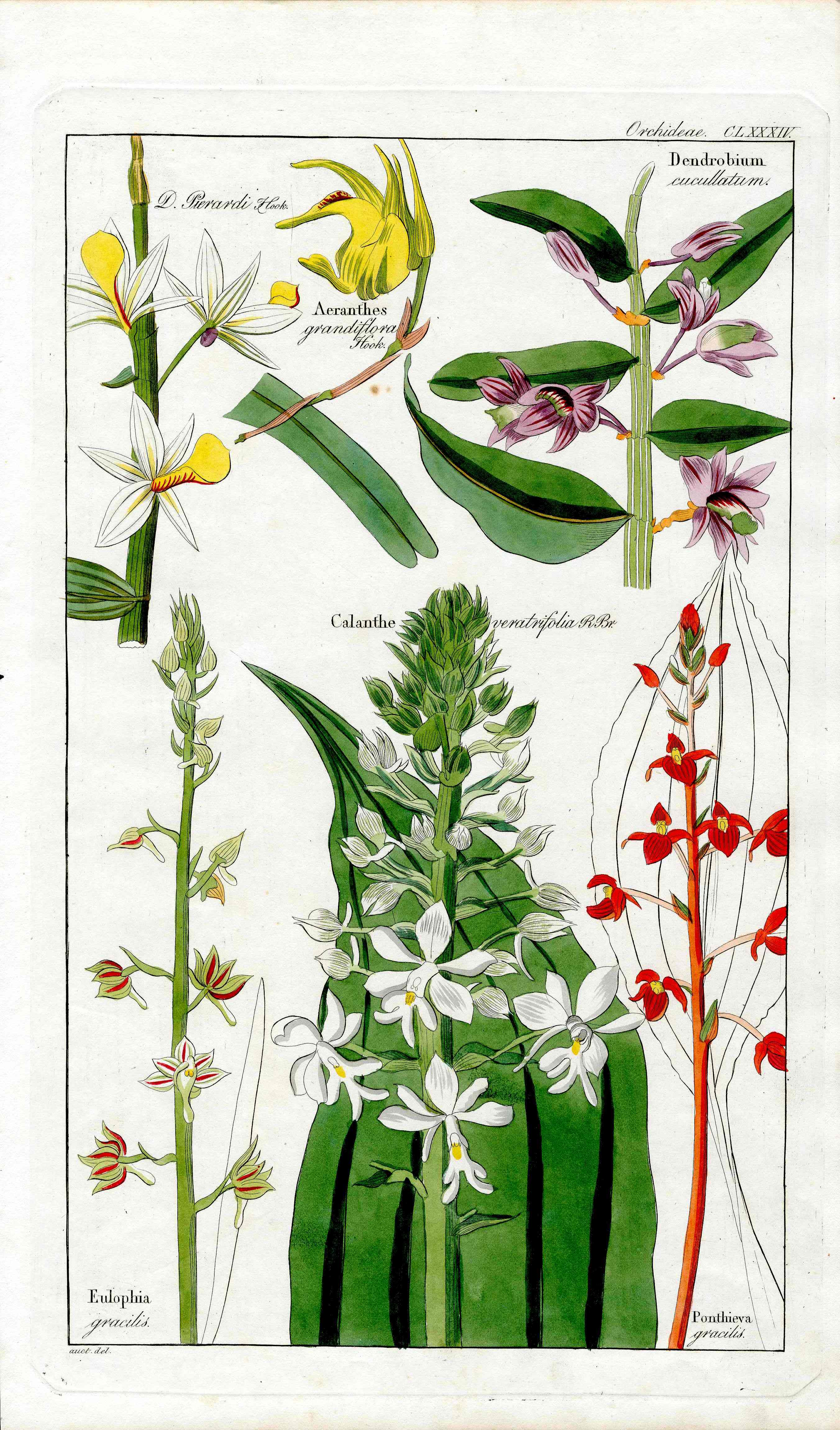 Dietrich Flora Universalis 1828 Antique Print Christmas Orchid