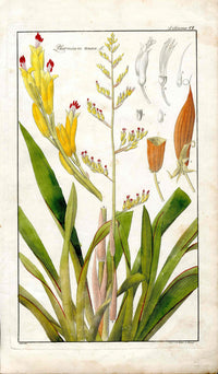 Dietrich Flora Universalis 1828 Antique Print New Zealand Hemp - Panteek Antique Prints