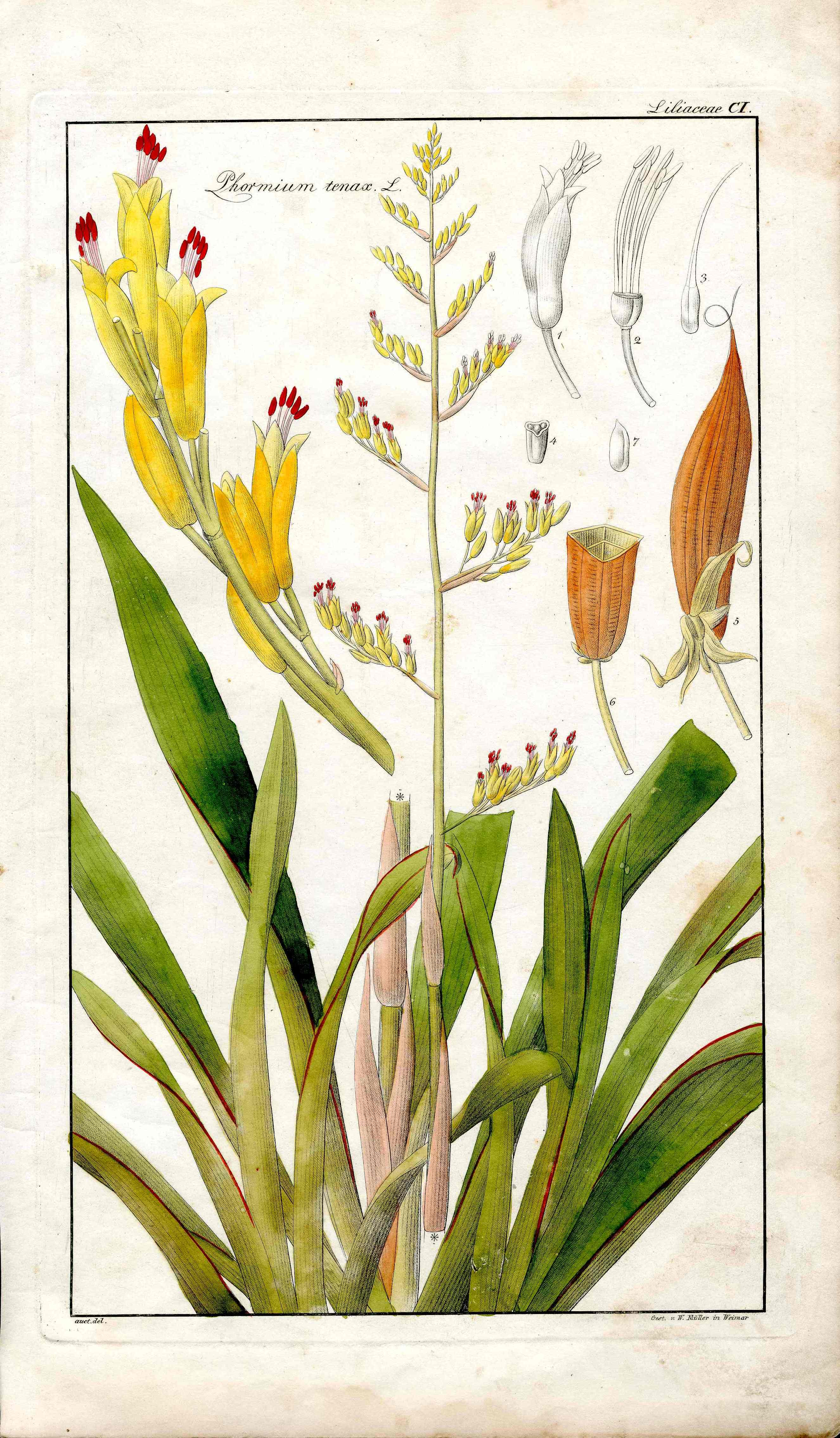 Dietrich Flora Universalis 1828 Antique Print New Zealand Hemp