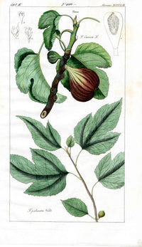 Dietrich Flora Universalis 1828 Antique Print Ripe Brown Figs - Panteek Antique Prints