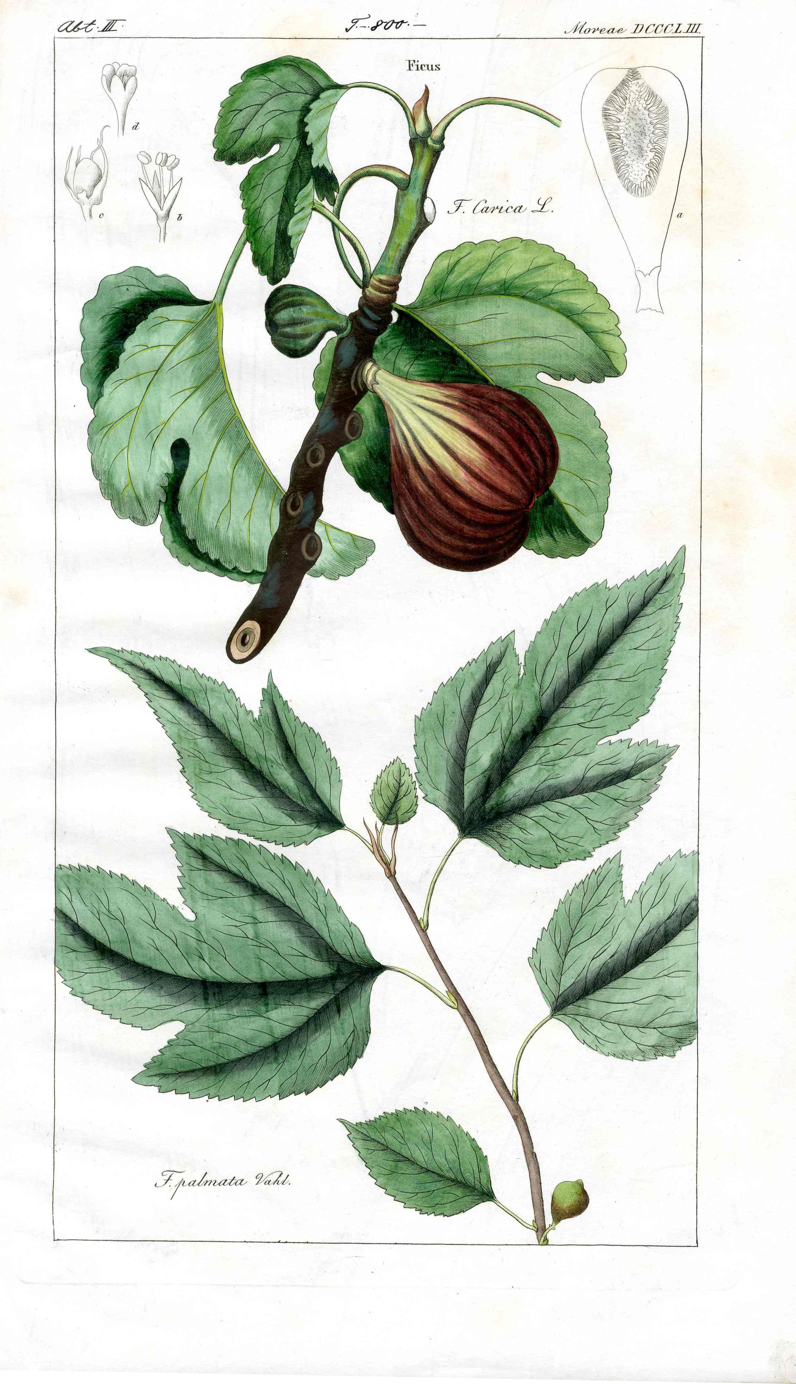 Dietrich Flora Universalis 1828 Antique Print Ripe Brown Figs
