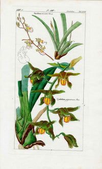 Dietrich Flora Universalis 1828 Antique Print Orange Striped Oncidium Orchid - Panteek Antique Prints