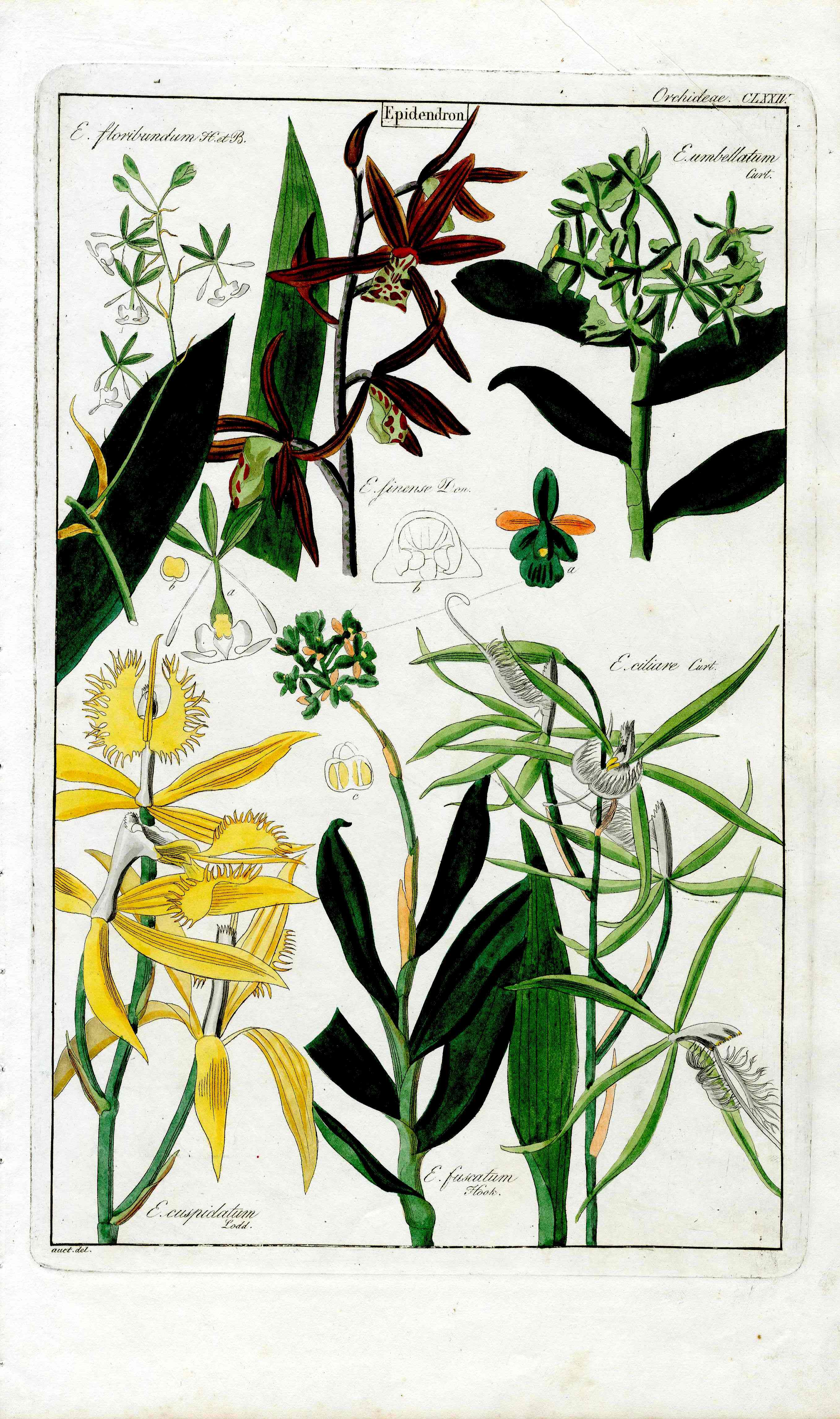 Dietrich Flora Universalis 1828 Antique Print Fringed Star Orchid