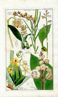 Dietrich Flora Universalis 1828 Antique Print Pink Nodding Orchid - Panteek Antique Prints