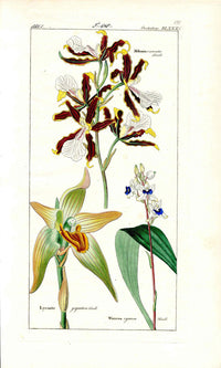 Dietrich Flora Universalis 1828 Antique Print Giant Lycaste, Miltonia Orchids - Panteek Antique Prints
