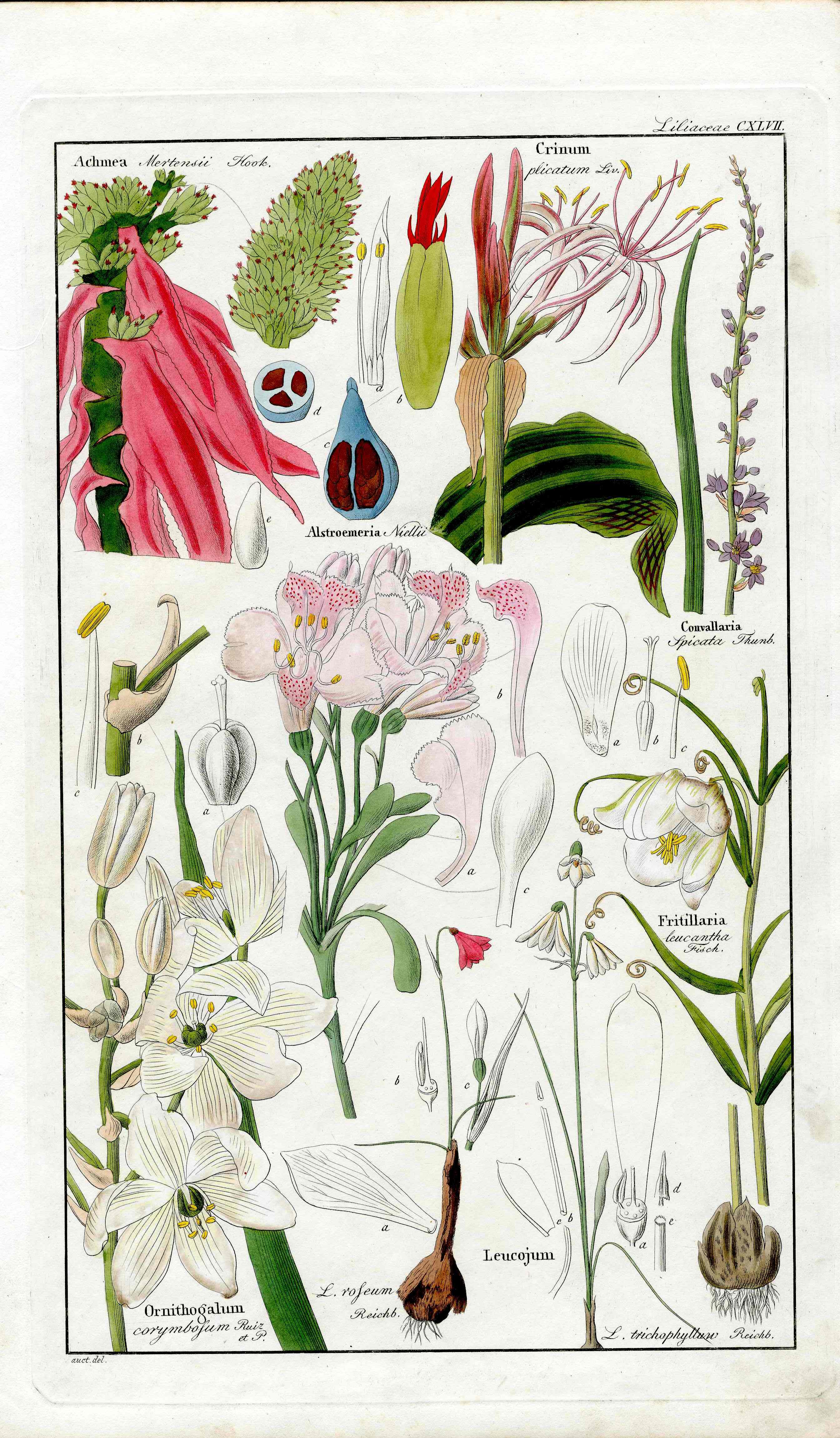 Dietrich Flora Universalis 1828 Antique Print Fritillaria Lily