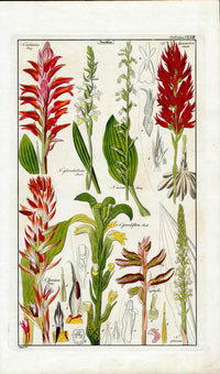 Dietrich Flora Universalis 1828 Antique Print Neottia Orchids - Panteek Antique Prints