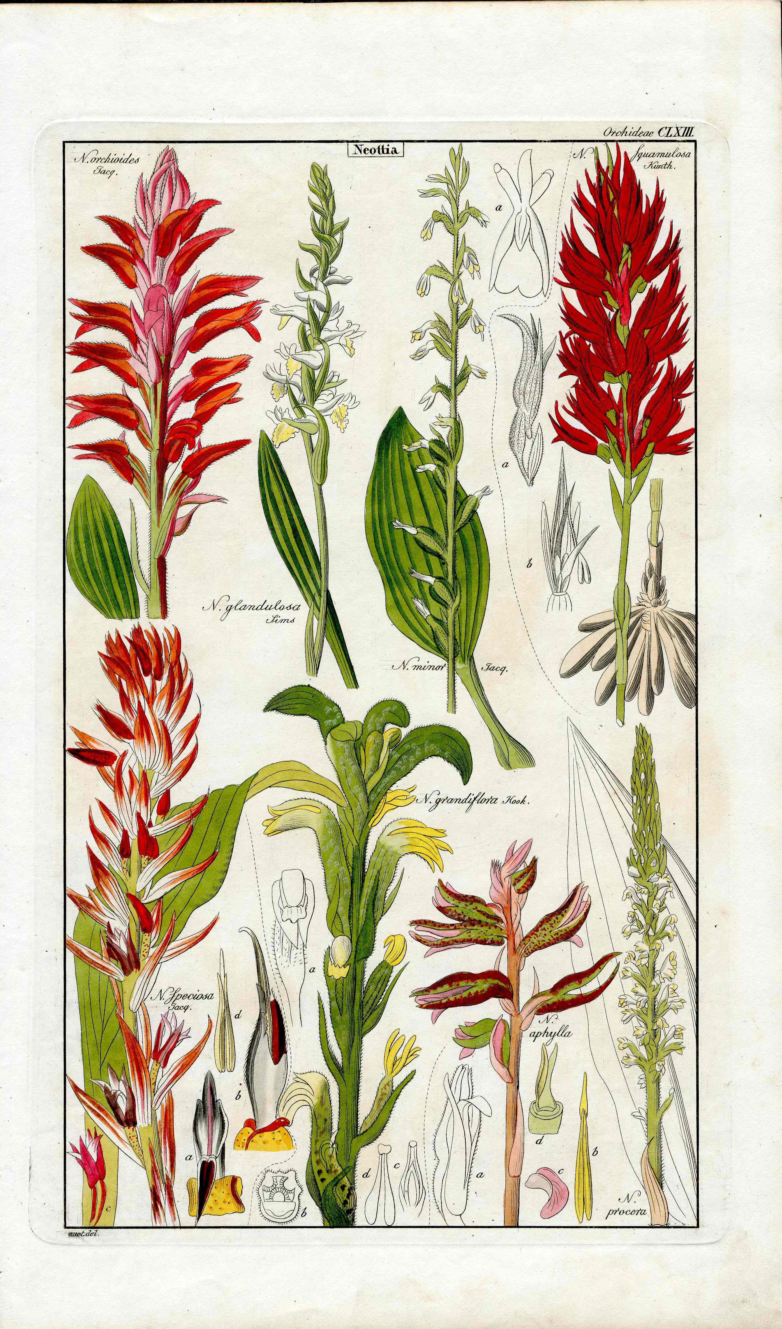 Dietrich Flora Universalis 1828 Antique Print Neottia Orchids