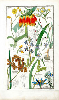 Dietrich Flora Universalis 1828 Antique Print Clivia Lily - Panteek Antique Prints