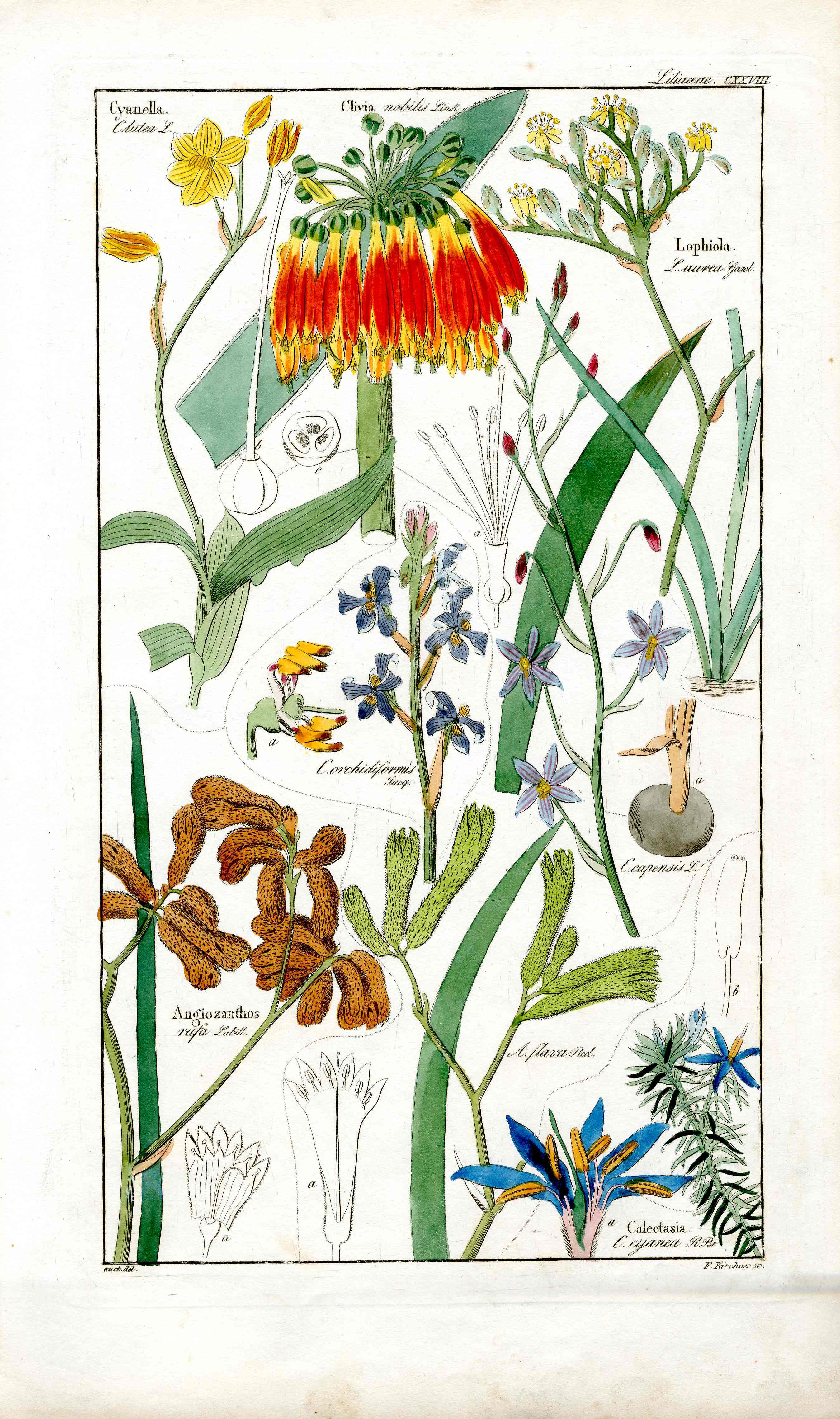 Dietrich Flora Universalis 1828 Antique Print Clivia Lily - Panteek Antique Prints