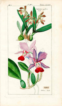 Dietrich Flora Universalis 1828 Antique Print Pink & Red Cattleya Orchid - Panteek Antique Prints