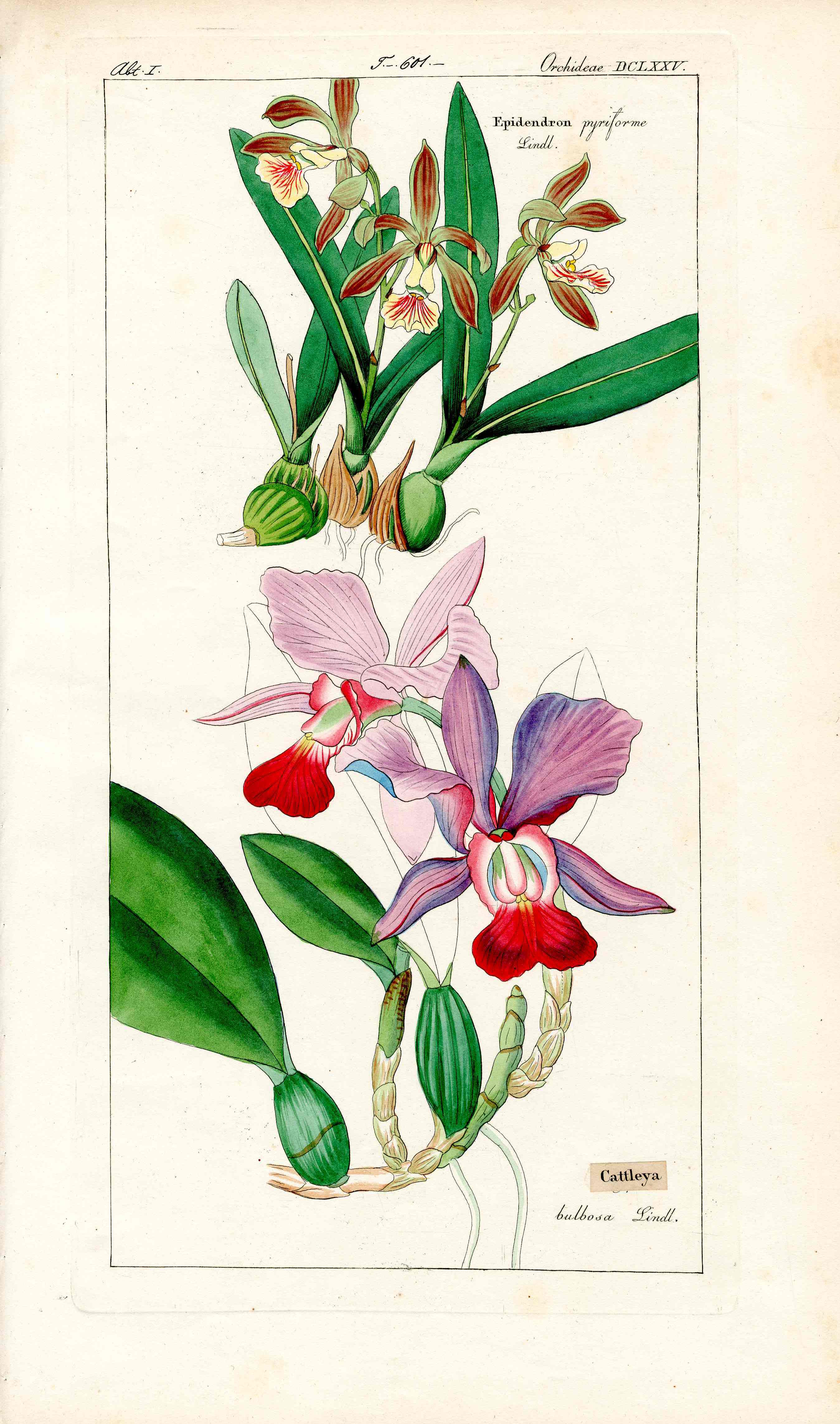 Dietrich Flora Universalis 1828 Antique Print Pink & Red Cattleya Orchid