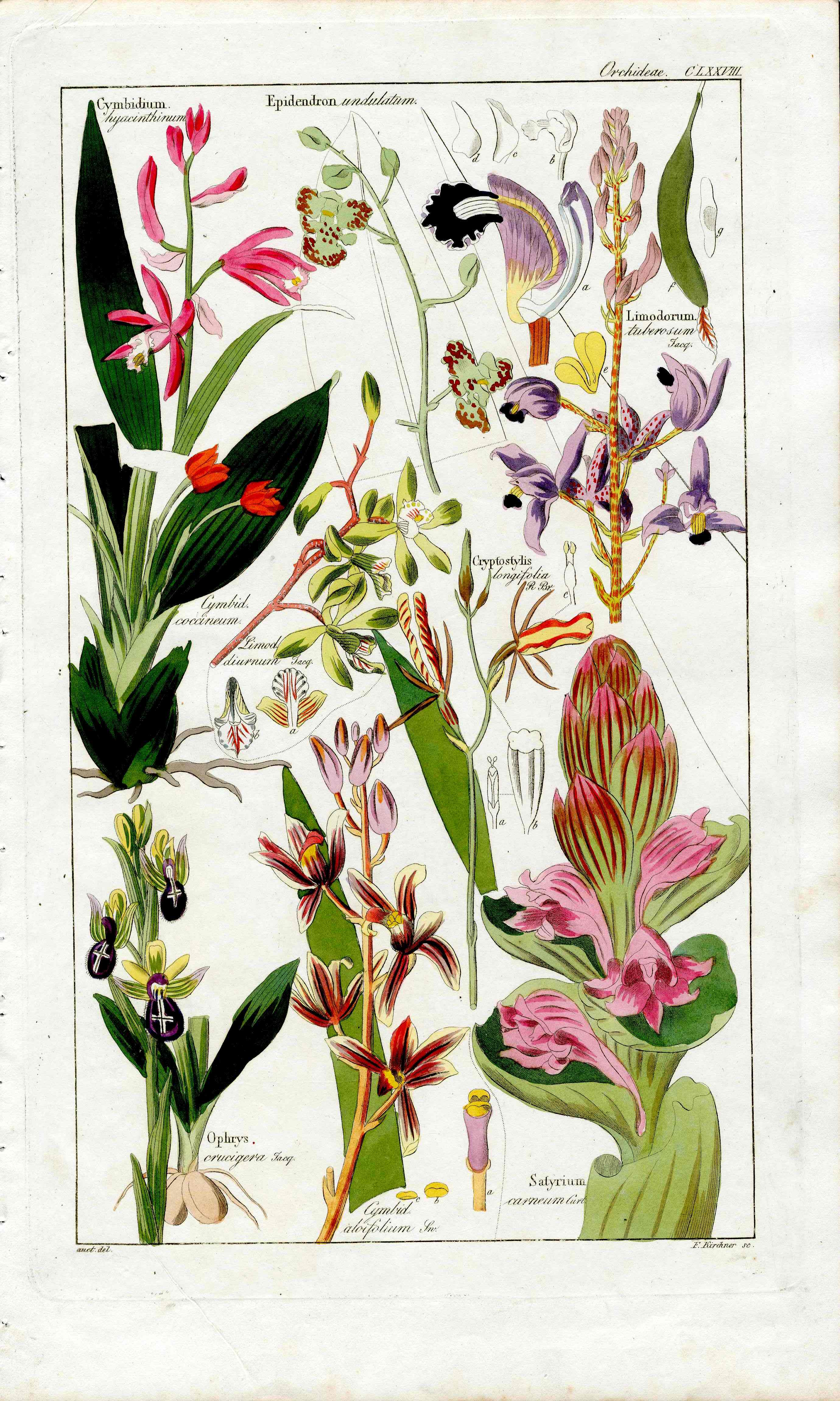 Dietrich Flora Universalis 1828 Antique Print Satyr Orchid