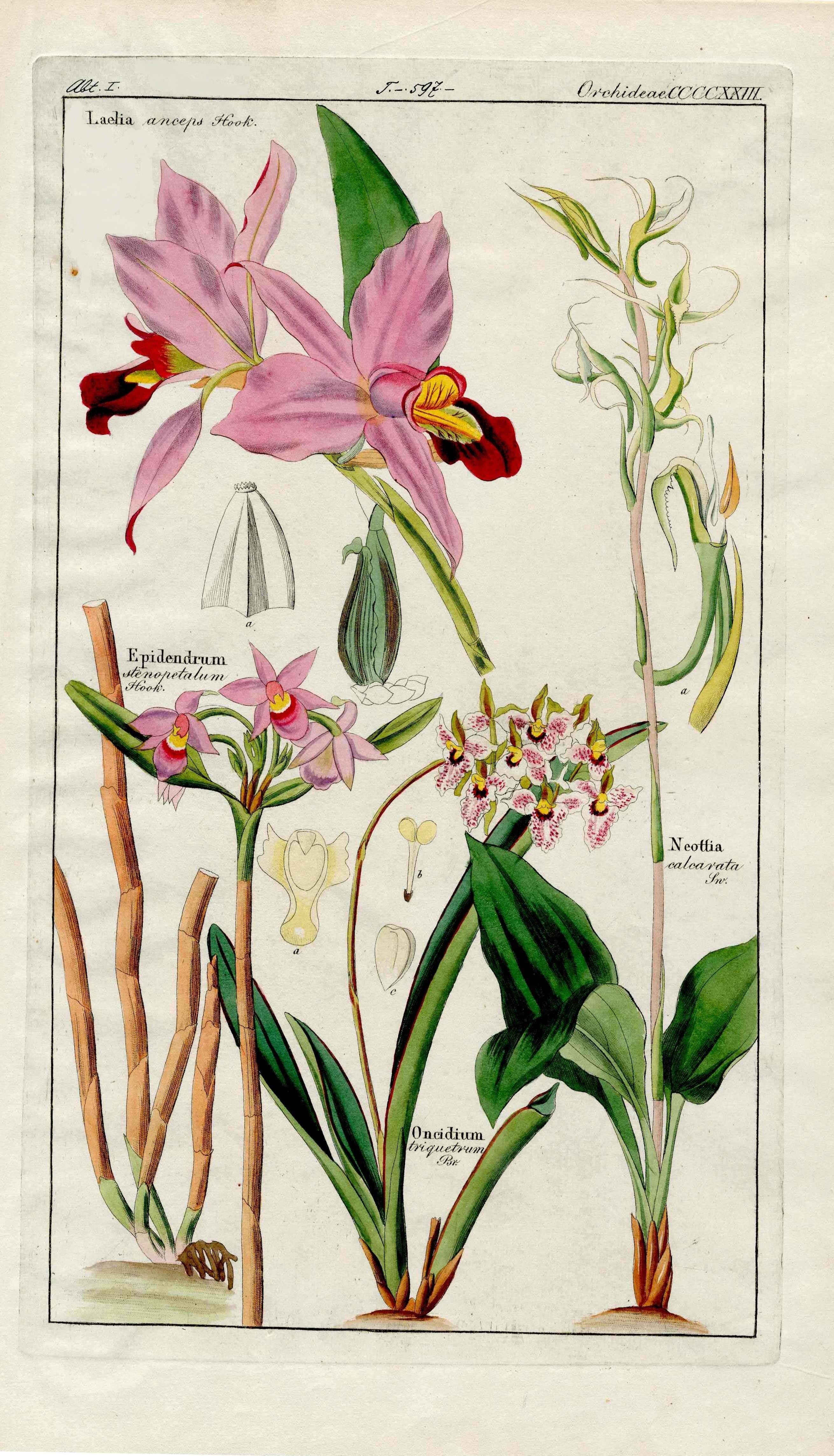 Dietrich Flora Universalis 1828 Antique Print Pink Laelia, Epidendrum Orchid