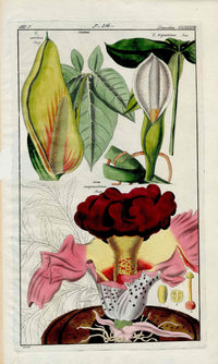 Dietrich Flora Universalis 1828 Antique Print Giant Red Arum - Panteek Antique Prints