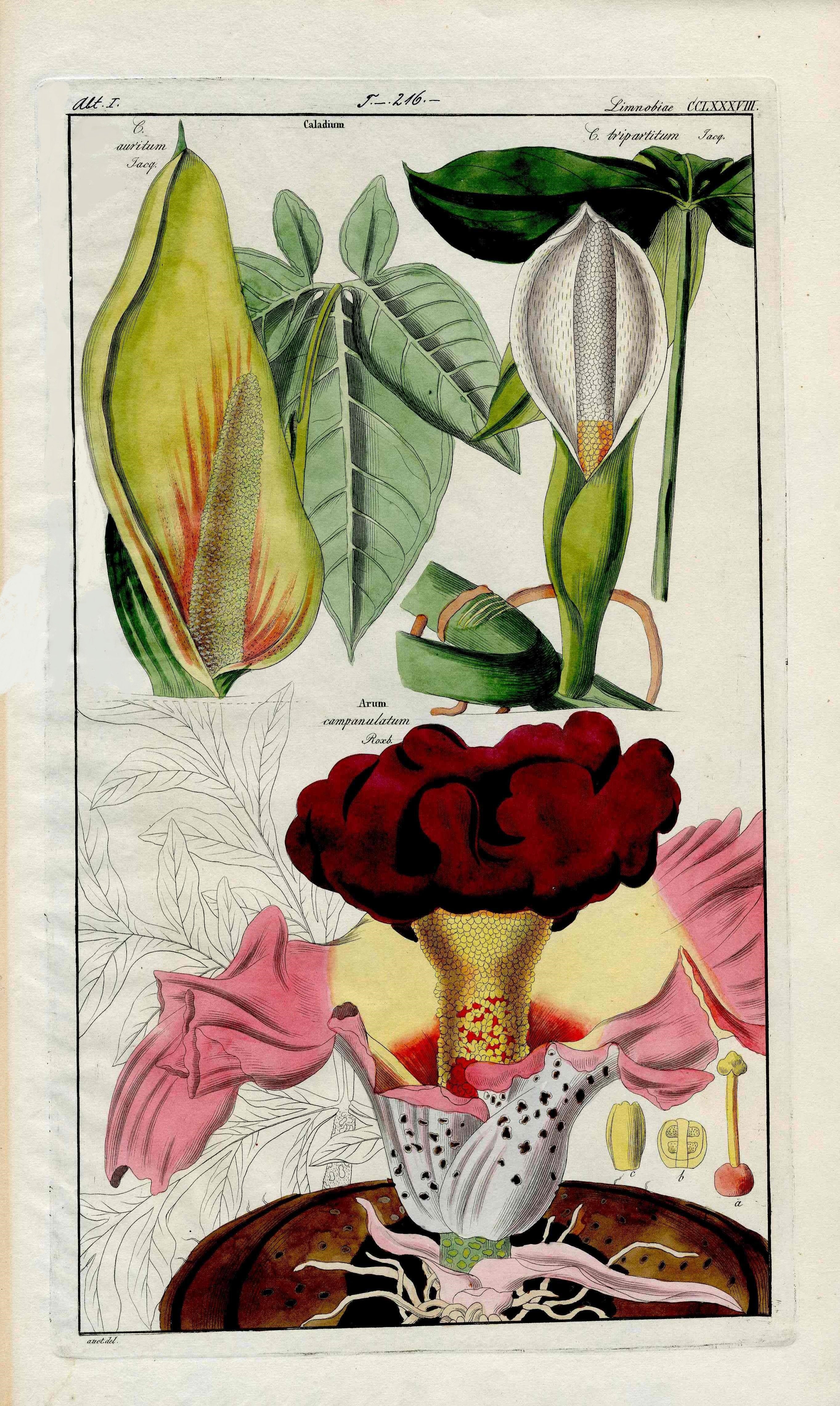 Dietrich Flora Universalis 1828 Antique Print Giant Red Arum