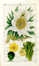 Dietrich Flora Universalis 1828 Antique Print Cereus Cactus Flower - Panteek Antique Prints