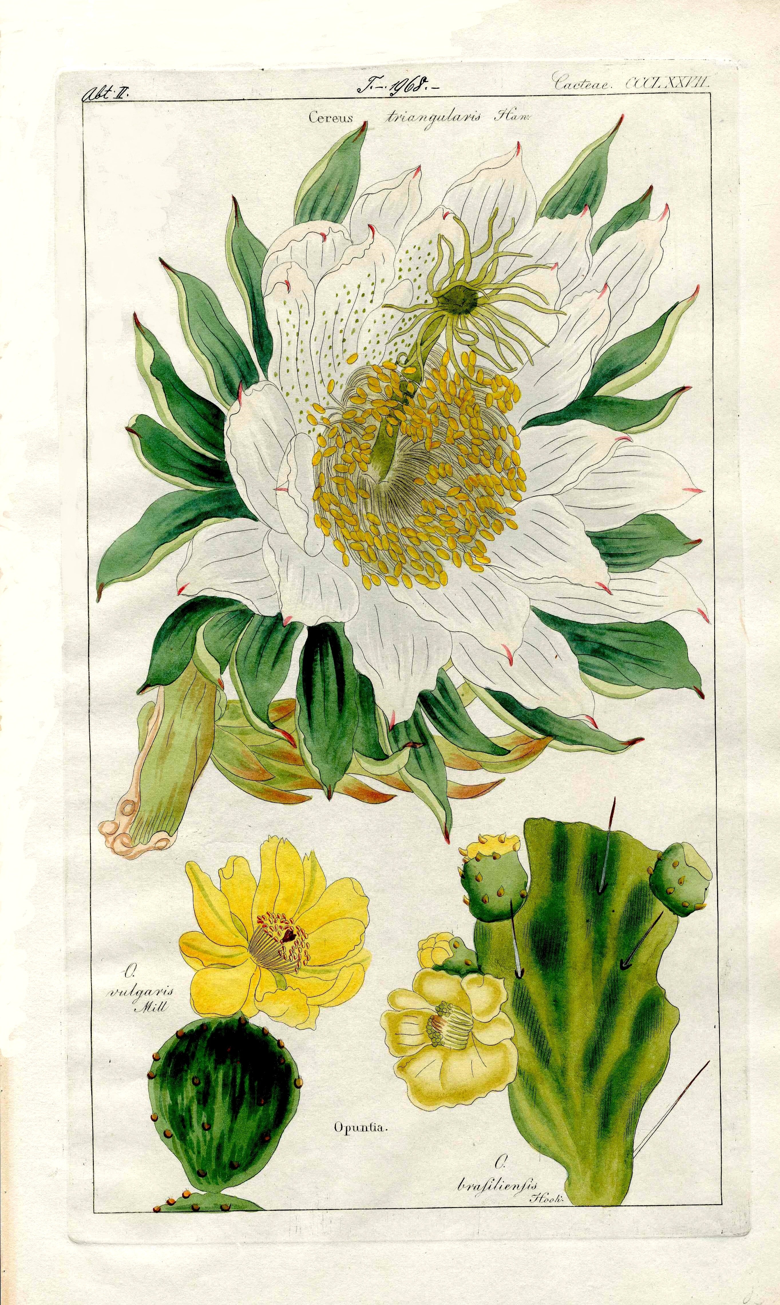 Dietrich Flora Universalis 1828 Antique Print Cereus Cactus Flower - Panteek Antique Prints