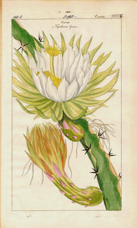 Dietrich Flora Universalis 1828 Antique Print Giant Cereus Cactus - Panteek Antique Prints