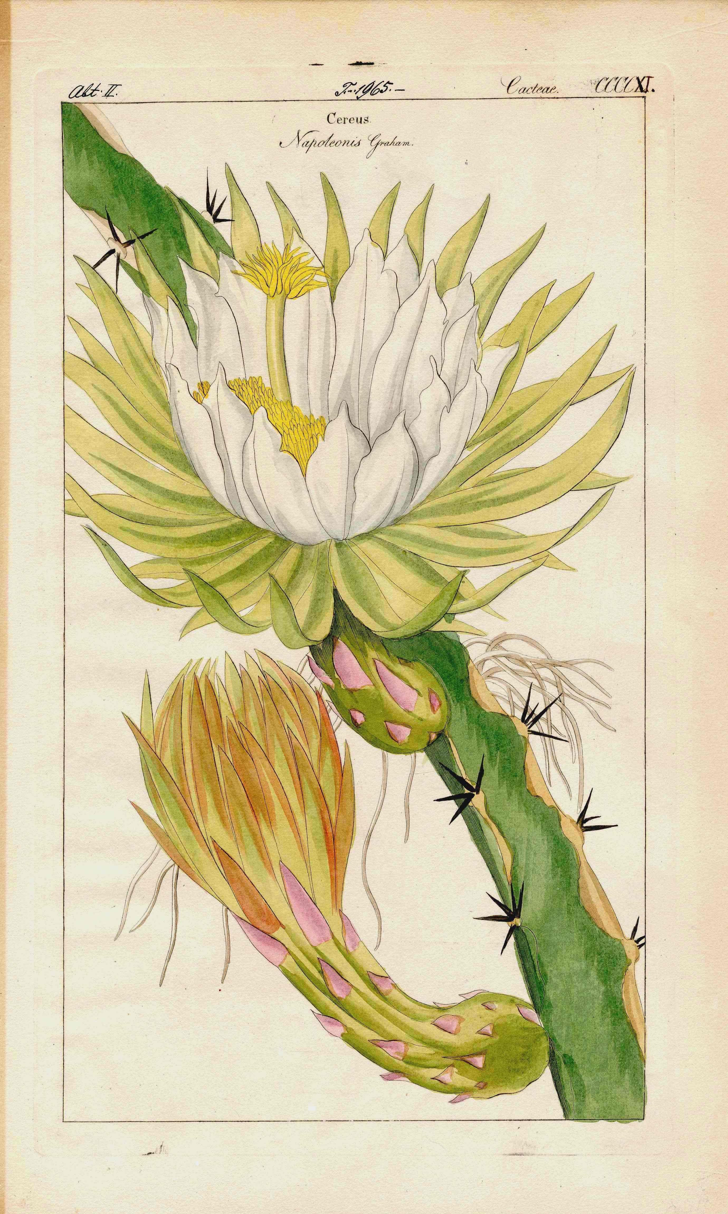 Dietrich Flora Universalis 1828 Antique Print Giant Cereus Cactus