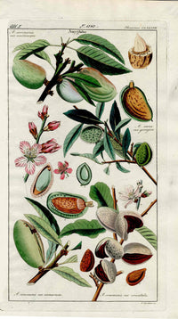 Dietrich Flora Universalis 1828 Antique Print Almond Tree Flowers, Nuts - Panteek Antique Prints