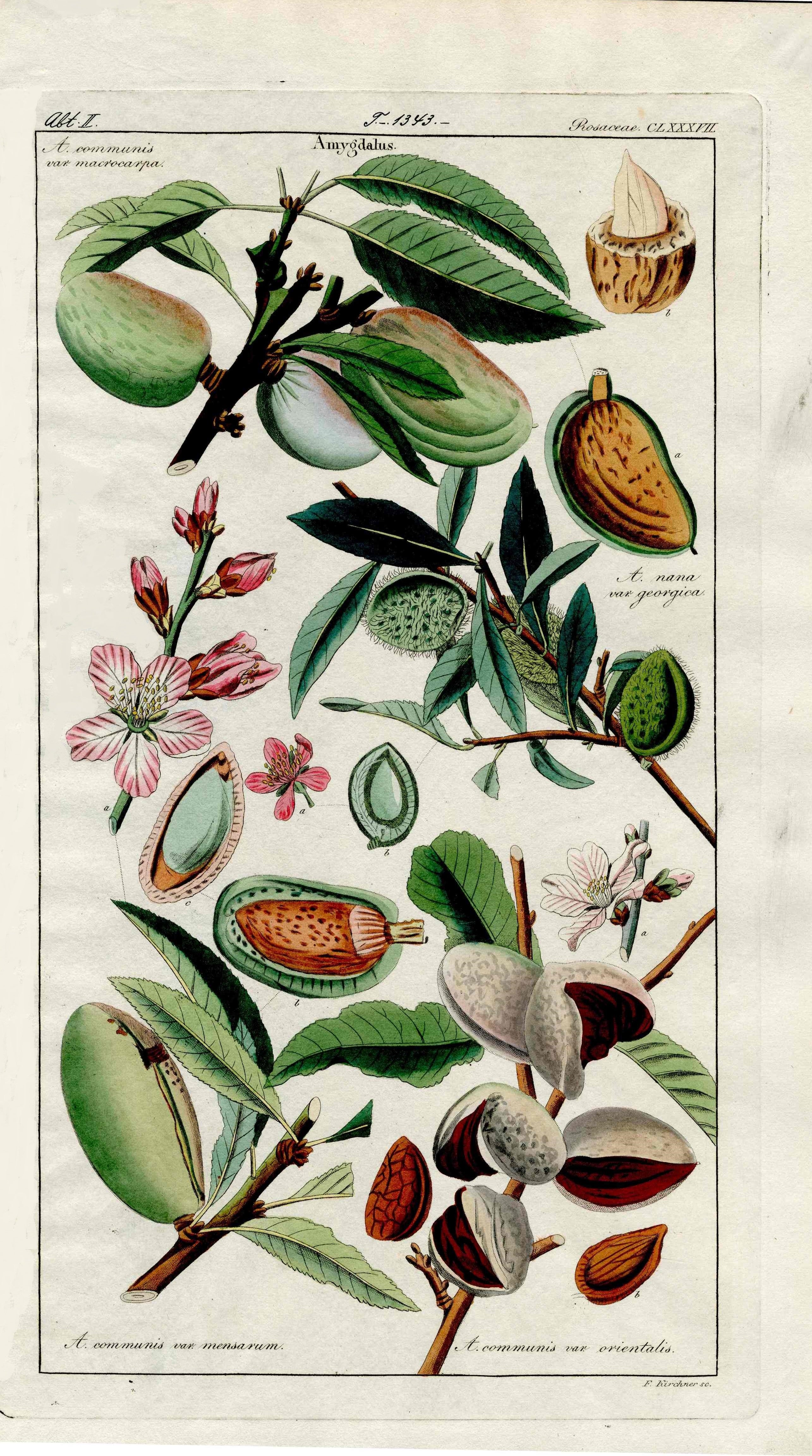 Dietrich Flora Universalis 1828 Antique Print Almond Tree Flowers, Nuts