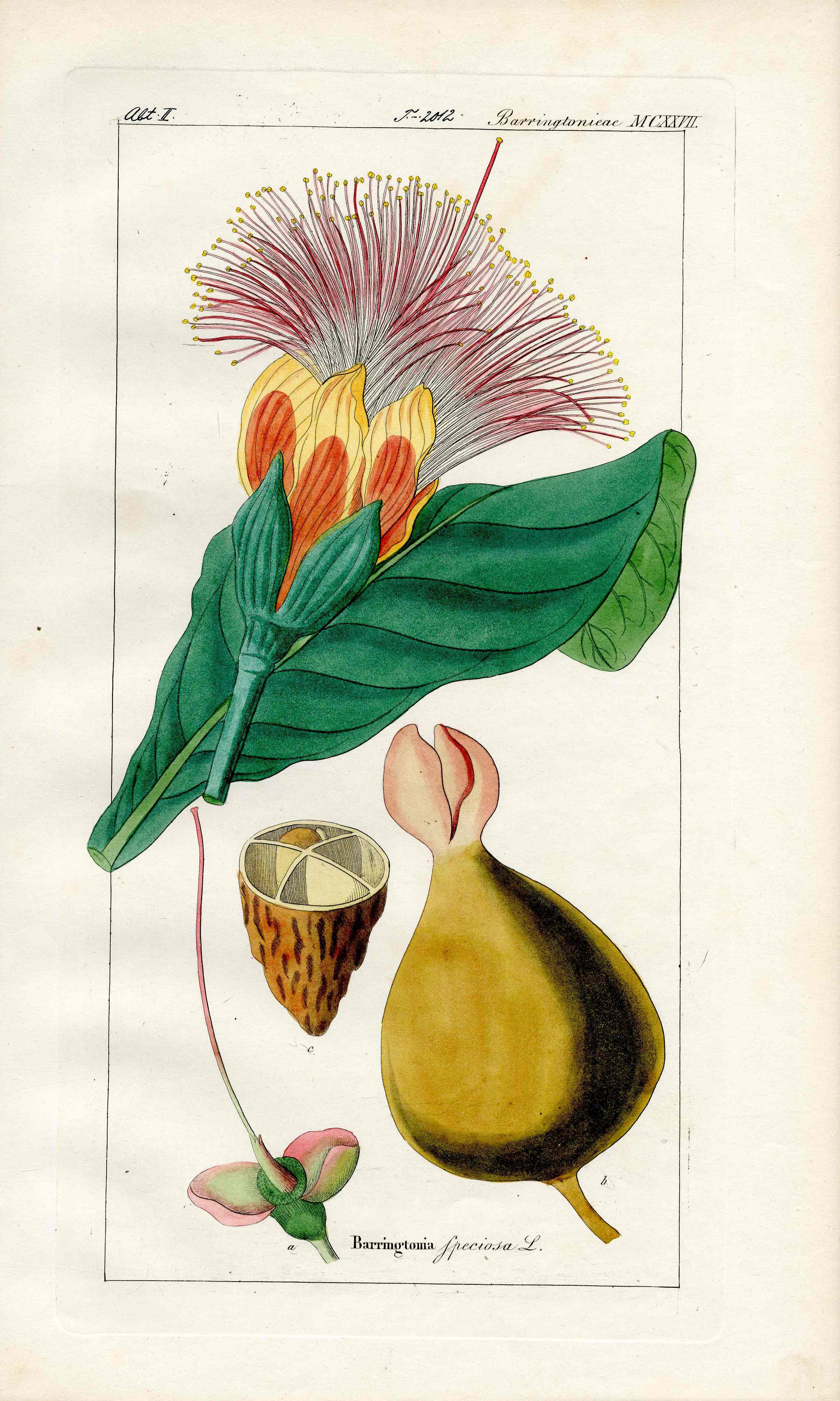 Dietrich Flora Universalis 1828 Antique Print Indian Oak Tree