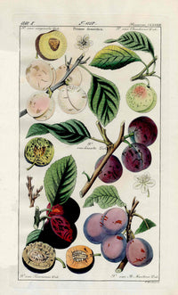 Dietrich Flora Universalis 1828 Antique Print Purple Plums - Panteek Antique Prints