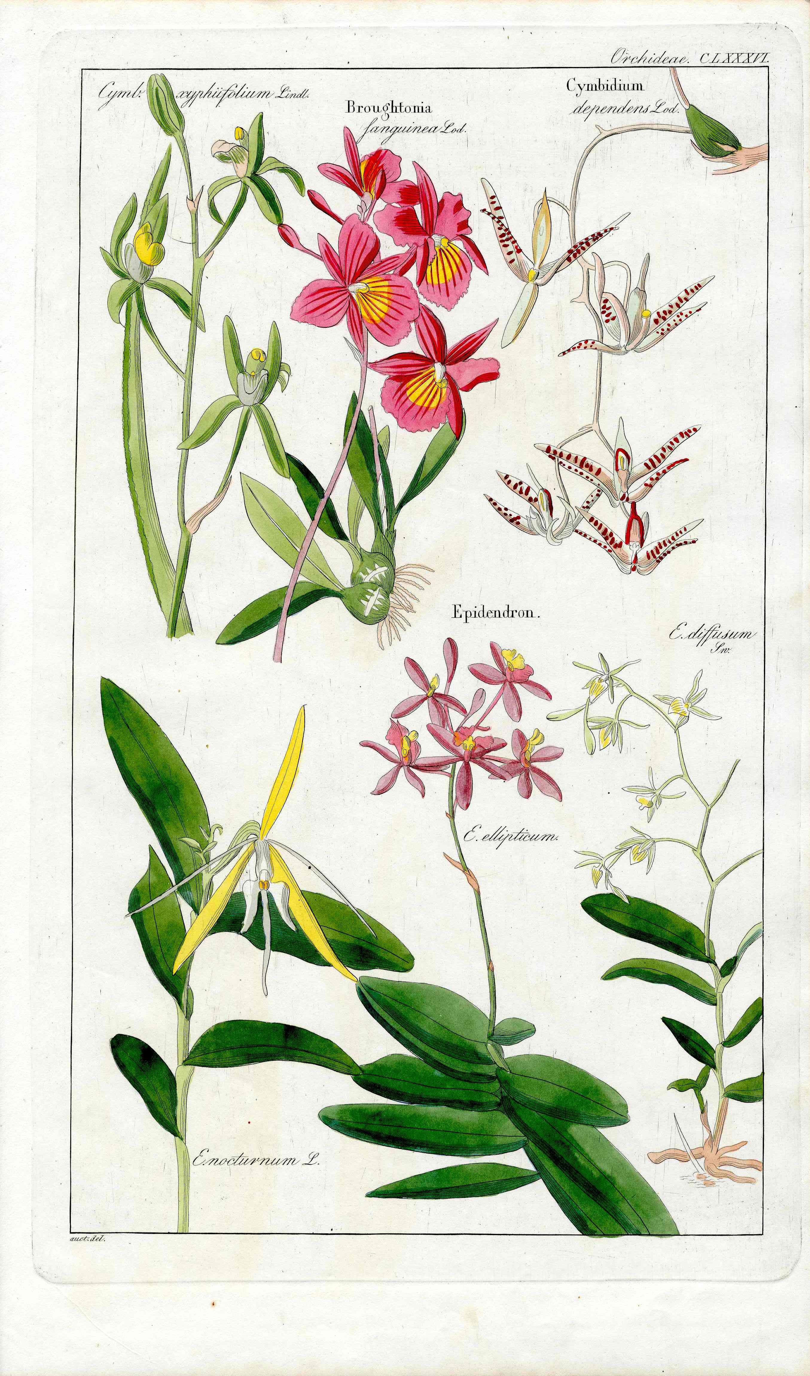 Dietrich Flora Universalis 1828 Antique Print Cymbidium Orchids