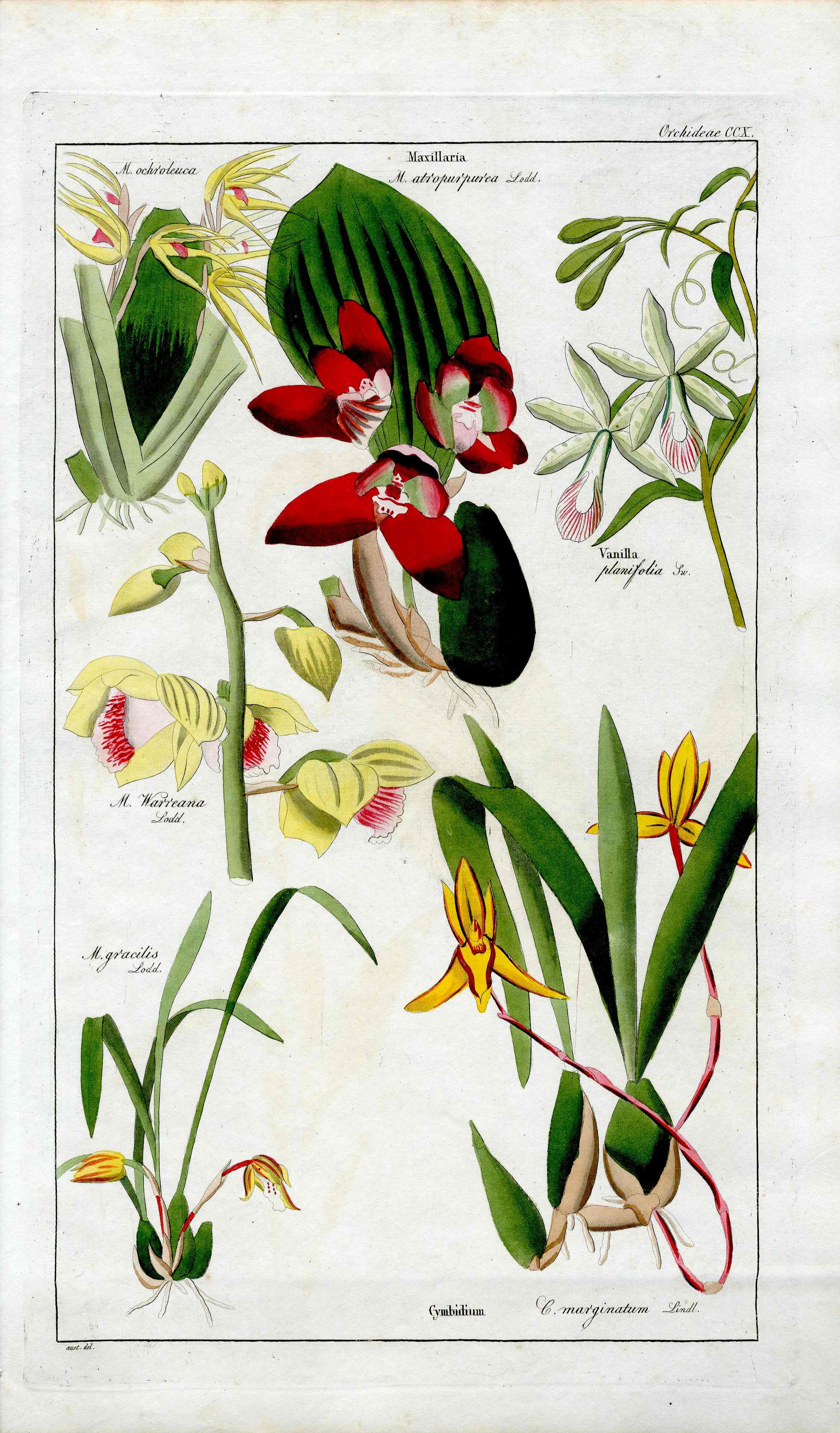 Dietrich Flora Universalis 1828 Antique Print Vanilla Bean Orchid