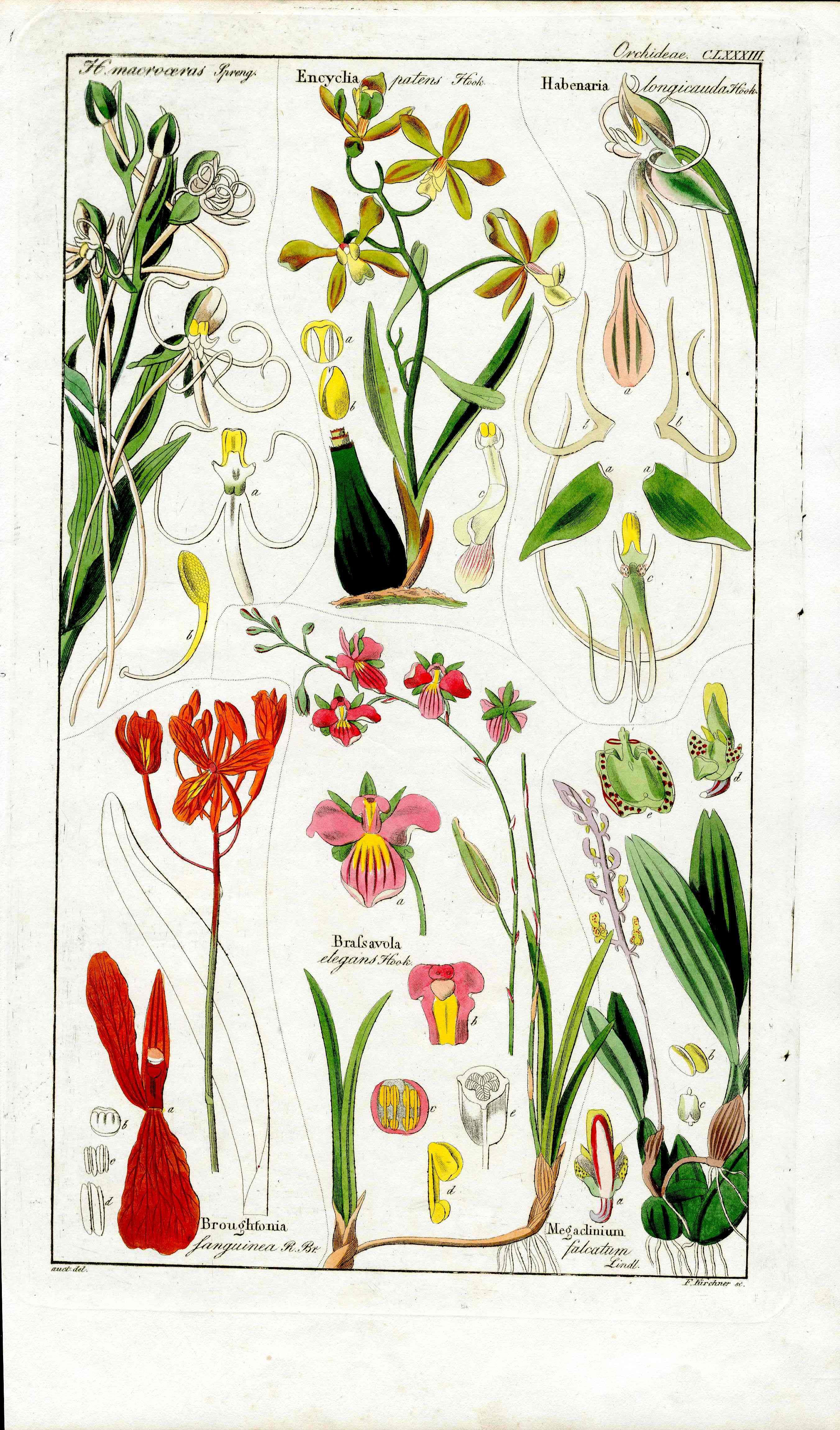Dietrich Flora Universalis 1828 Antique Print Pink Elegant Wallflower Orchid - Panteek Antique Prints