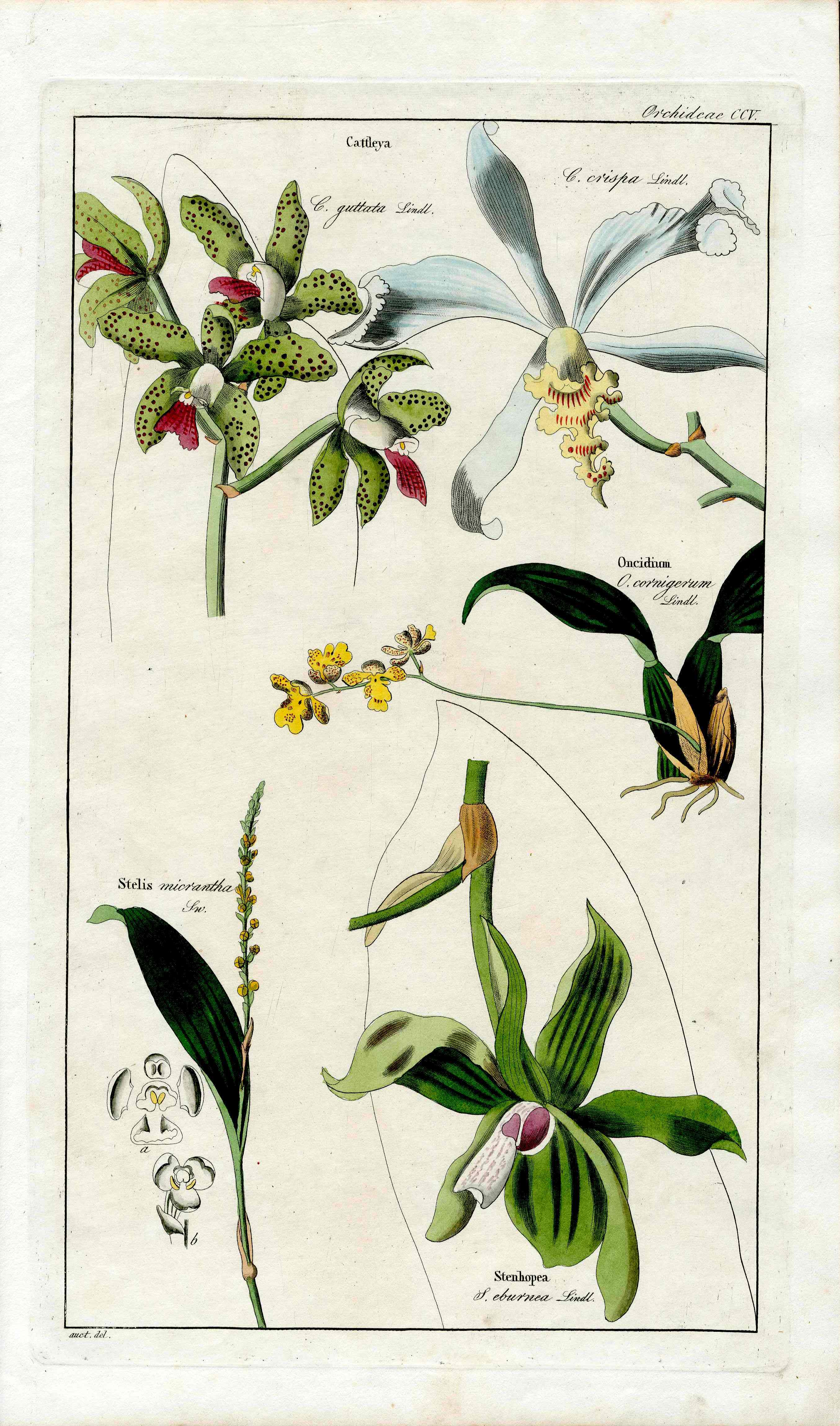 Dietrich Flora Universalis 1828 Antique Print Ivory-colored Stanhopea