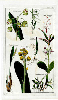 Dietrich Flora Universalis 1828 Antique Print Vanda Multiflora Orchid - Panteek Antique Prints
