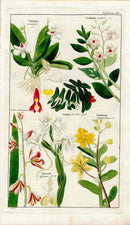 Dietrich Flora Universalis 1828 Antique Print Limodorum Orchid - Panteek Antique Prints