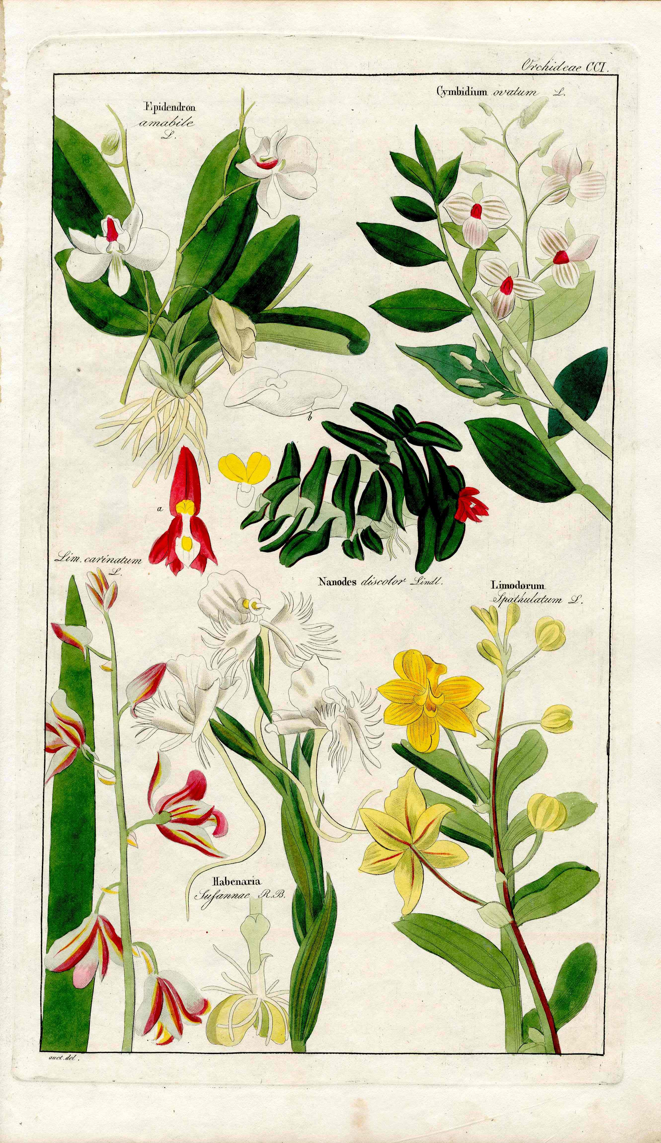 Dietrich Flora Universalis 1828 Antique Print Limodorum Orchid