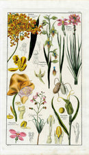 Dietrich Flora Universalis 1828 Antique Print Monkey Throat Orchids - Panteek Antique Prints