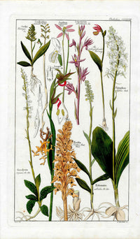 Dietrich Flora Universalis 1828 Antique Print Orange Neottia Orchid - Panteek Antique Prints