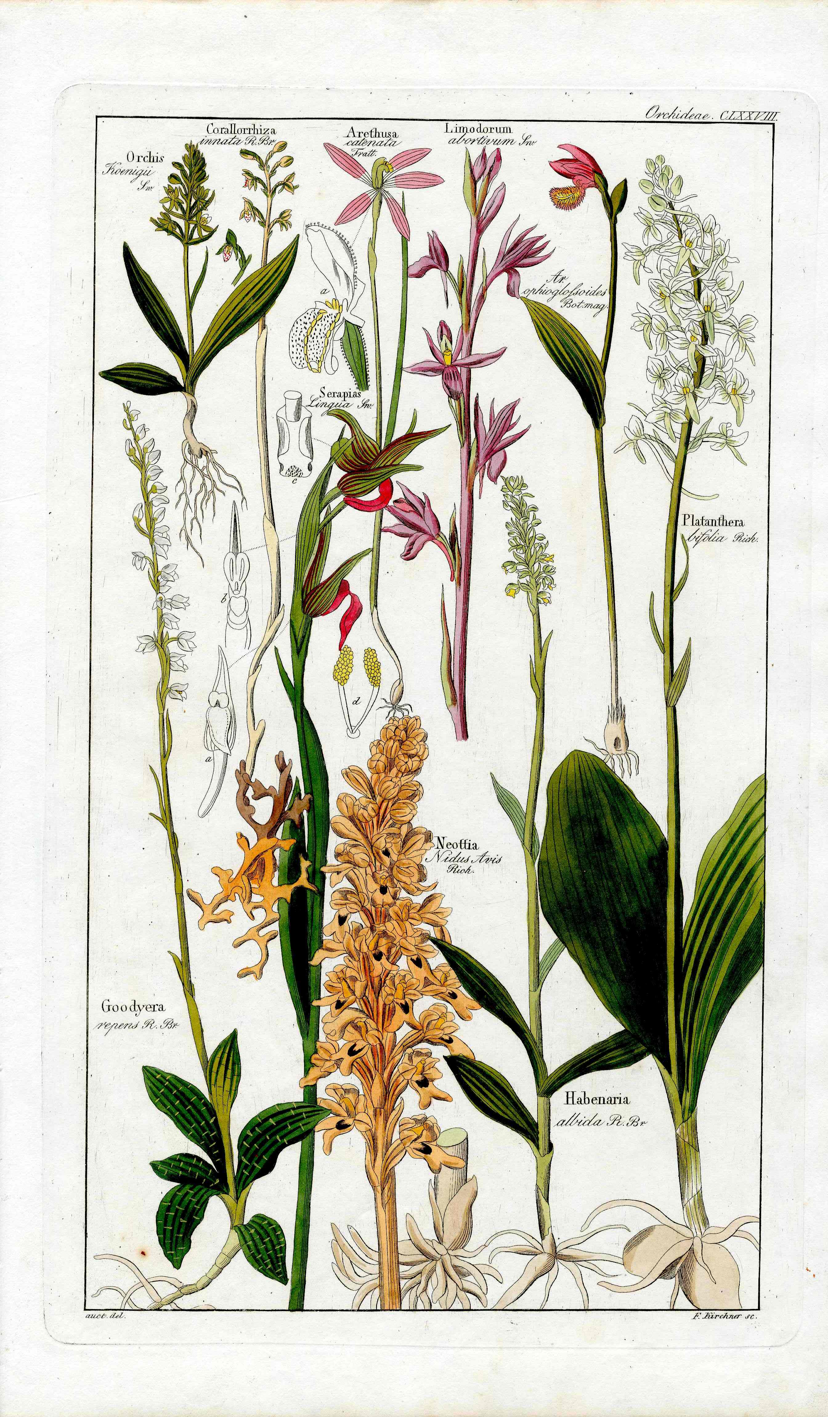 Dietrich Flora Universalis 1828 Antique Print Orange Neottia Orchid