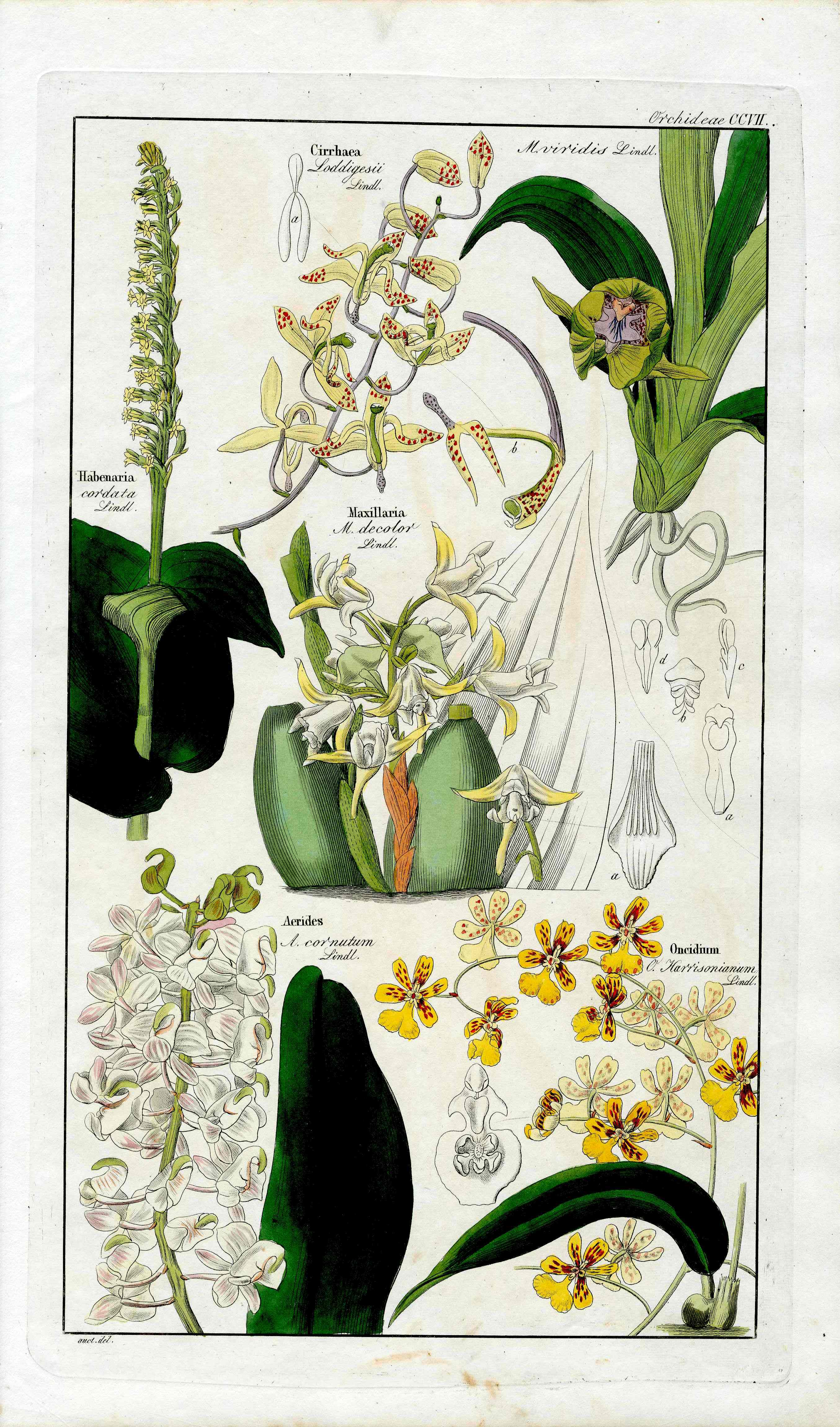 Dietrich Flora Universalis 1828 Antique Print Maxillaria Orchids
