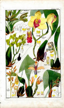 Dietrich Flora Universalis 1828 Antique Print Flame Orchids