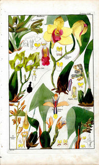 Dietrich Flora Universalis 1828 Antique Print Flame Orchids