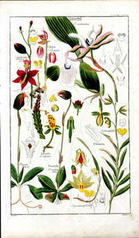 Dietrich Flora Universalis 1828 Antique Print Zygopetalum Orchids