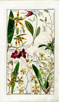 Dietrich Flora Universalis 1828 Antique Print Snake Lily, Orchids - Panteek Antique Prints