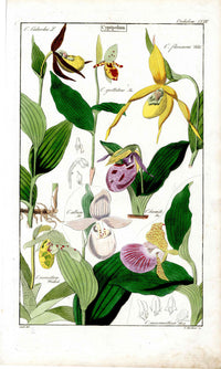 Dietrich Flora Universalis 1828 Antique Print Lady’s Slipper Orchid - Panteek Antique Prints