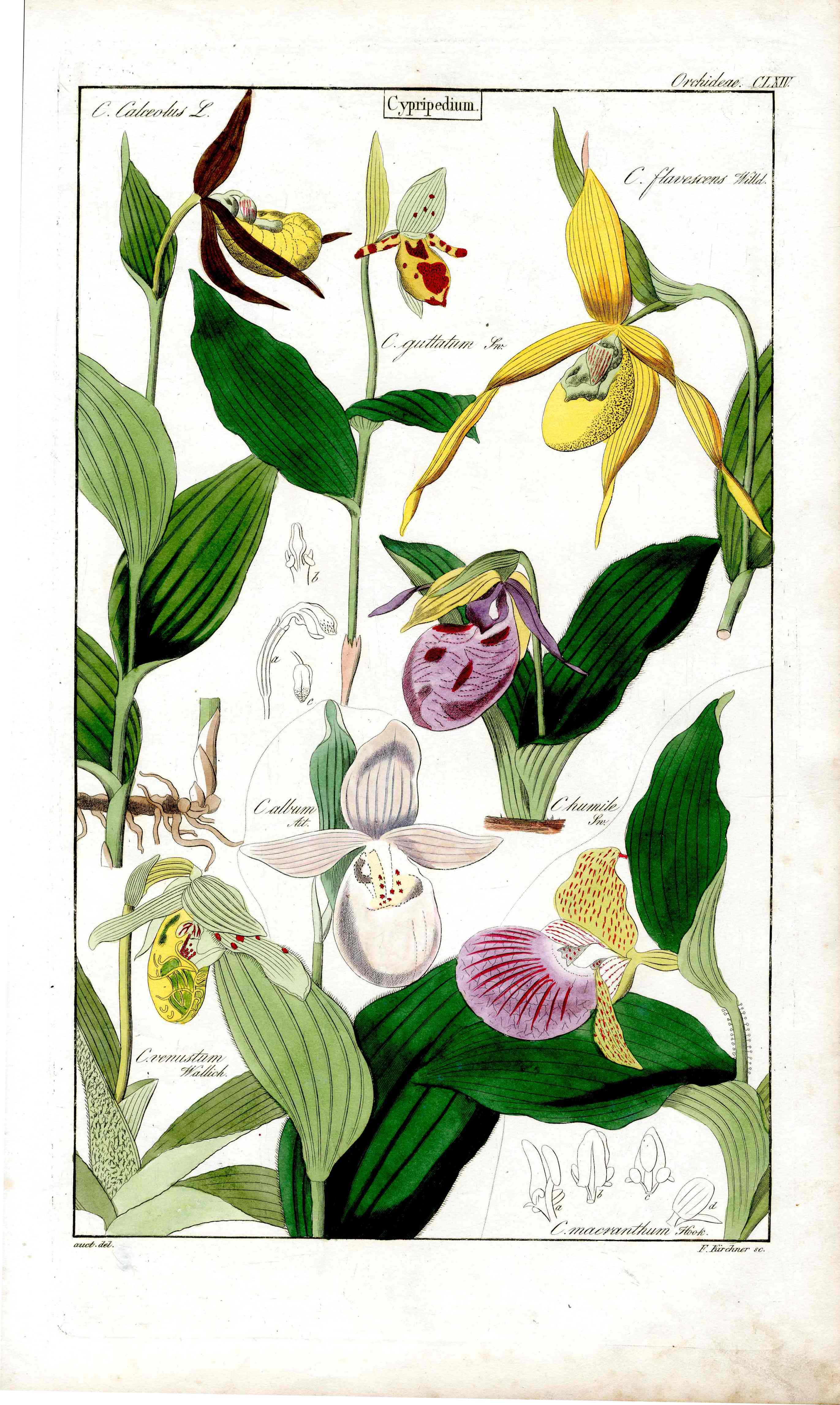 Dietrich Flora Universalis 1828 Antique Print Lady’s Slipper Orchid