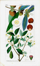 Dietrich Flora Universalis 1828 Antique Print Ceylon Ironwood - Panteek Antique Prints
