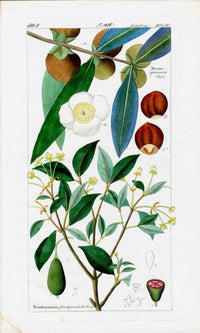 Dietrich Flora Universalis 1828 Antique Print Ceylon Ironwood - Panteek Antique Prints