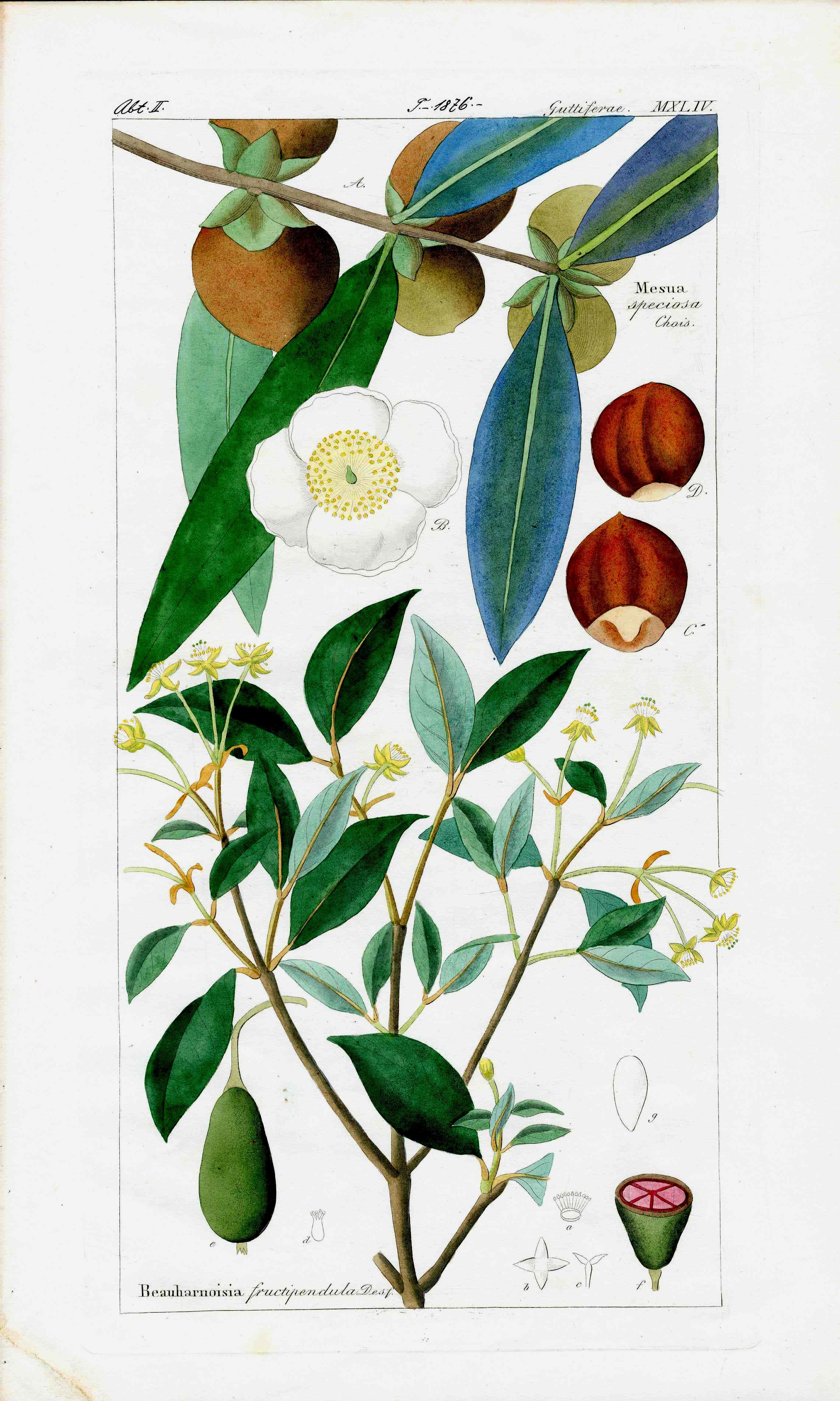 Dietrich Flora Universalis 1828 Antique Print Ceylon Ironwood