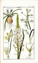 Dietrich Flora Universalis 1828 Antique Print White Star Bethlehem - Panteek Antique Prints