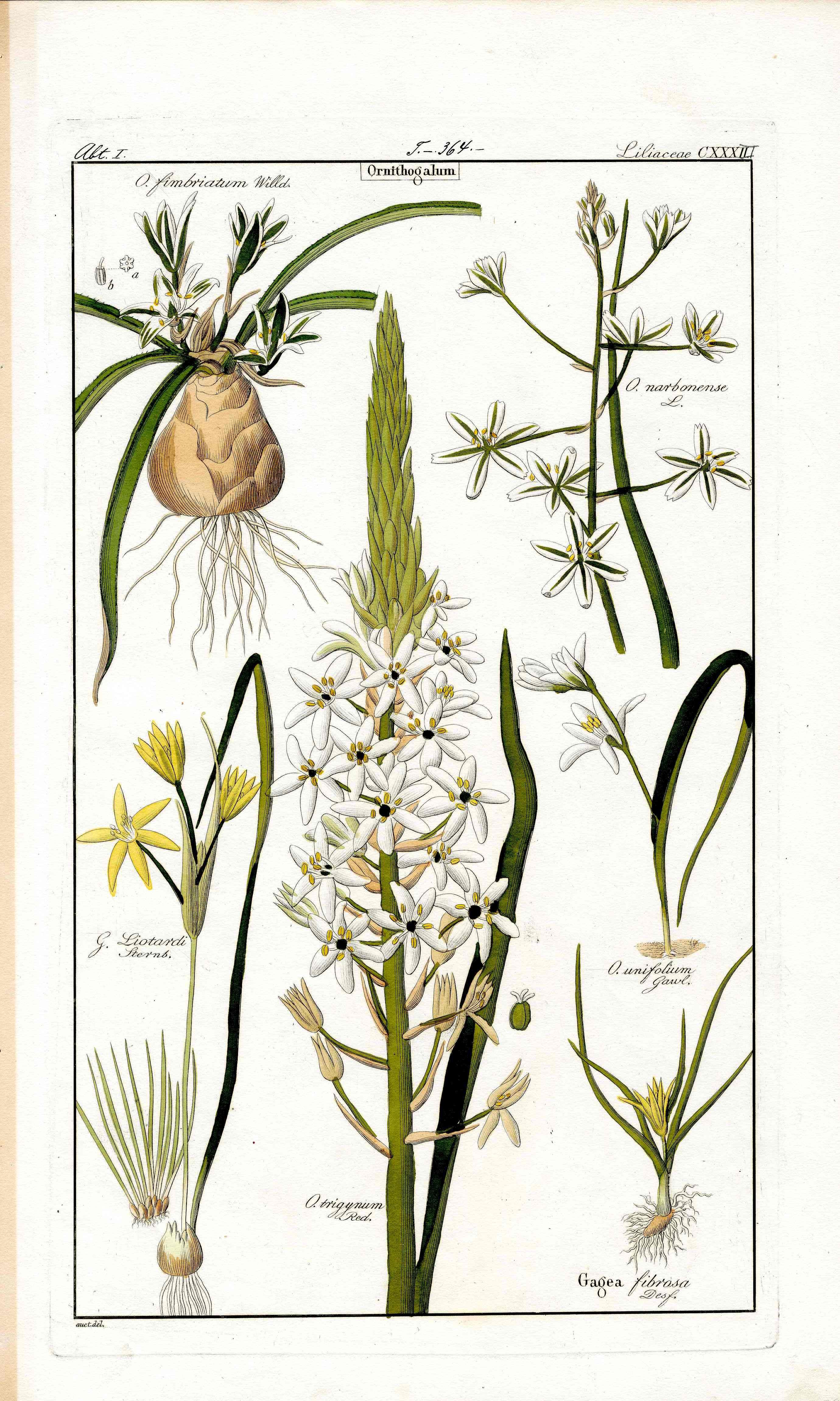 Dietrich Flora Universalis 1828 Antique Print White Star Bethlehem